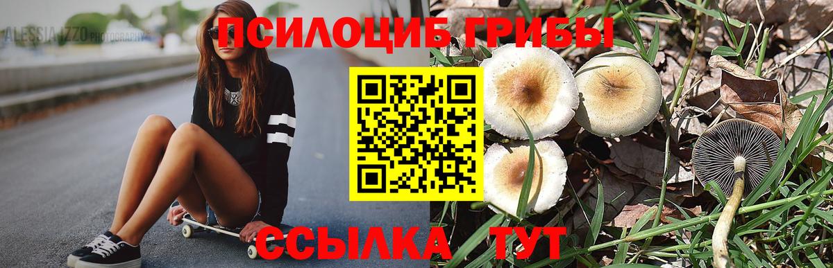Псилоцибиновые грибы Psilocybe  Вход с VPN  Тельмана 